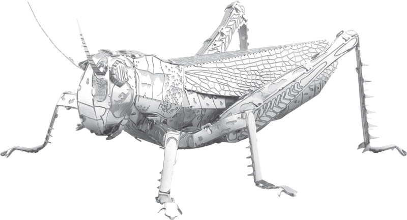 Kovový 3D model – luční koník METAL EARTH