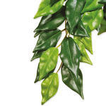 Rostlina EXO TERRA Ficus střední