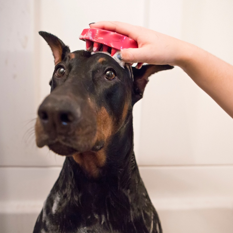 Kartáč gumový ZoomGroom růžový KONG L