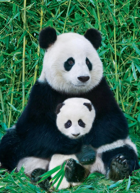EuroGraphics Panda a mládě 1000 dílků