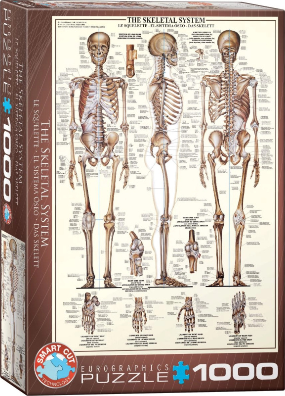 EuroGraphics Kosterní soustava The Skeletal System 1000 dílků