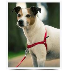 PetSafe® Postroj EasyWalk červený S