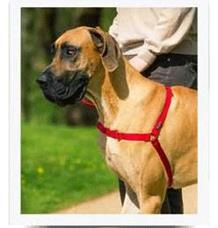 PetSafe® Postroj EasyWalk červený L
