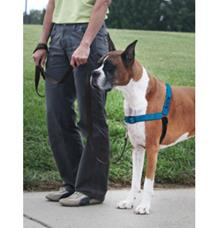 PetSafe® Postroj EasyWalk Deluxe modrý velikost L