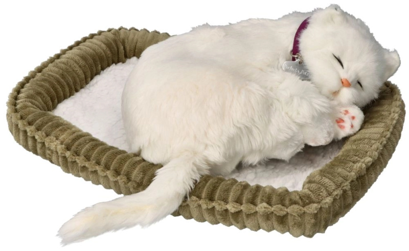 Adoptuj mě krátkosrsté bílé kotě