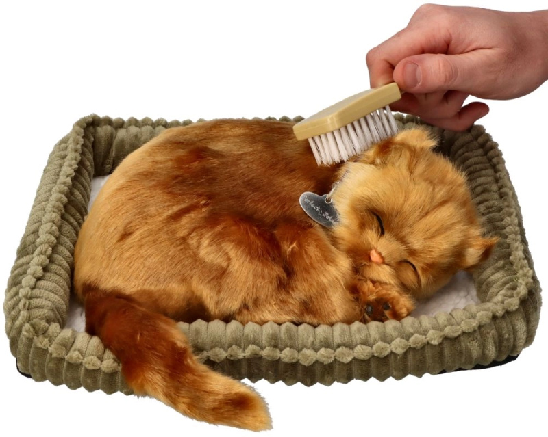 Adoptuj angorského kotě