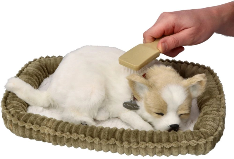 Chrápající štěně Chihuahua