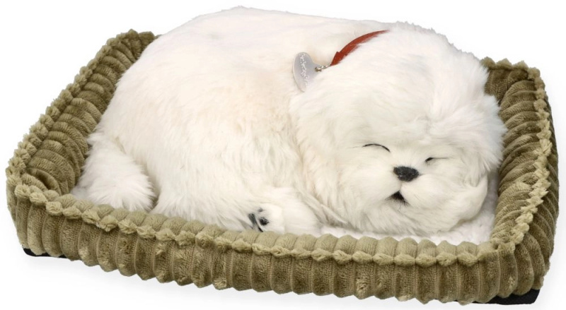 Adoptuj si štěňátko maltézáček PERFECT PETZZZ