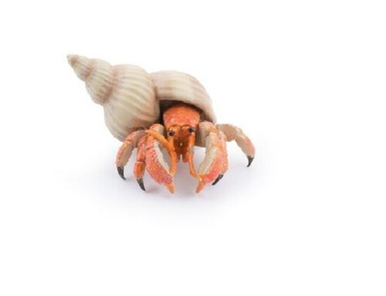 Krab poustevnický -  Autor Neuveden