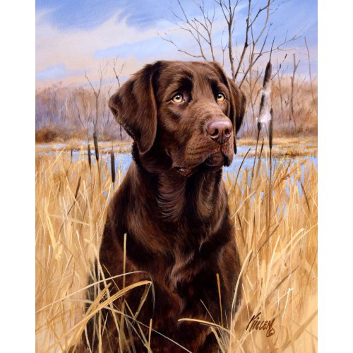 Figured ART Malování podle čísel - LABRADOR  bez rámu 40 x 50 cm