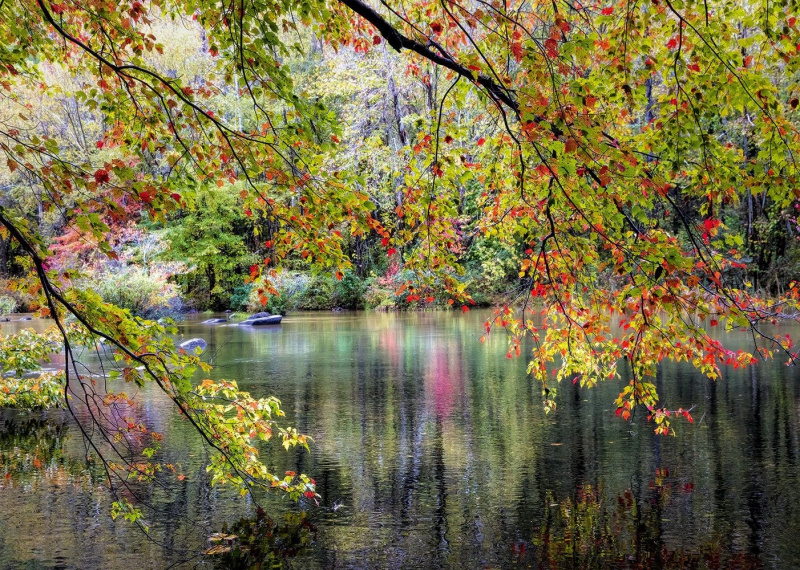 Puzzle Větve na okraji řeky 1000 dílků