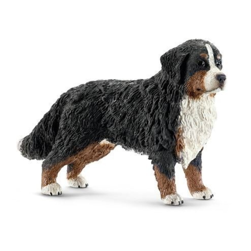 Bernský salašnický pes, fena