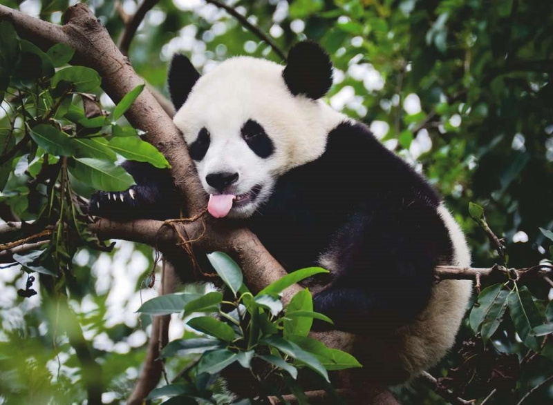 RAVENSBURGER Panda 500 dílků