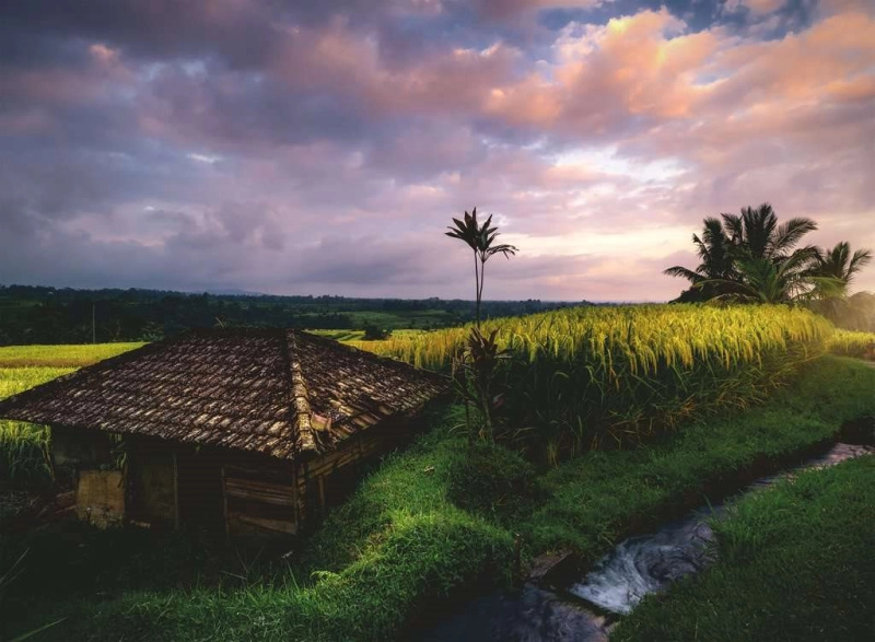 RAVENSBURGER Rýžová pole na Bali 500 dílků
