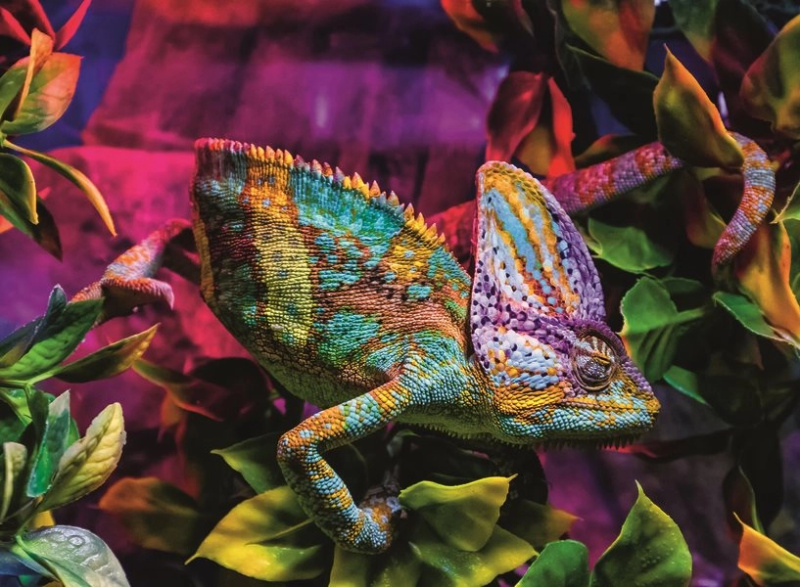 Puzzle Chameleon 500 dílků