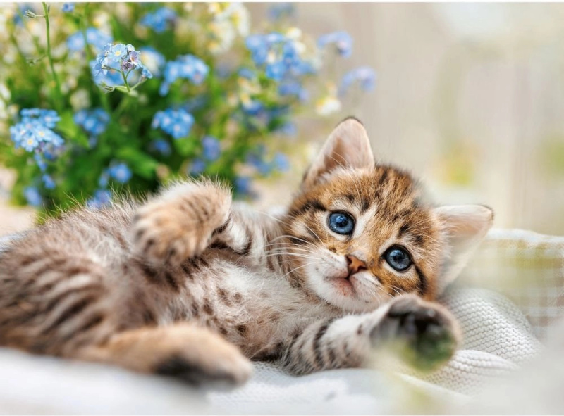 Puzzle RAVENSBURGER Mazlivé koťátko 500 dílků