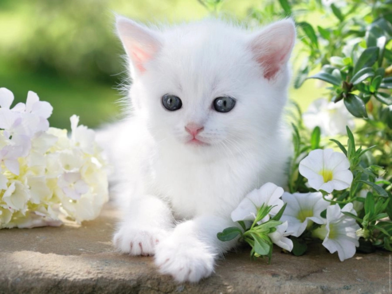Ravensburger White Kitten 1500 dílků