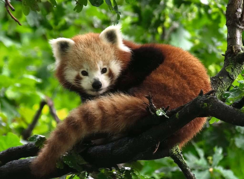 RAVENSBURGER Panda červená 500 dílků