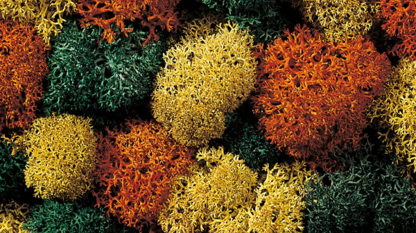 Noch Dekorační mech podzimní