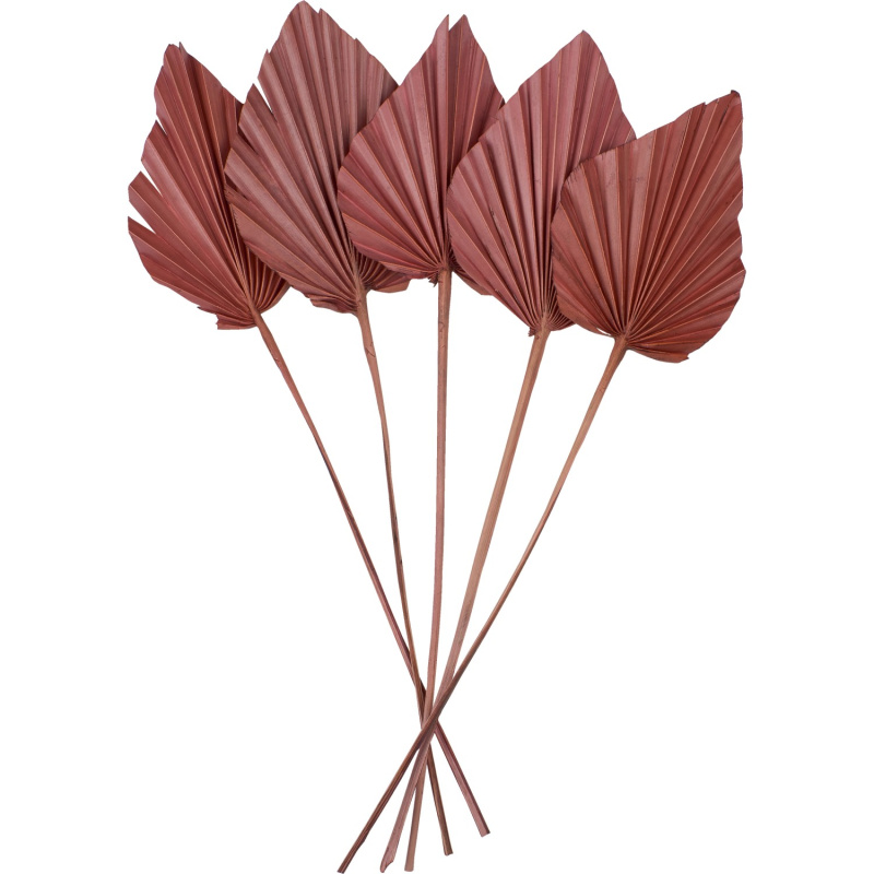 Sušené palmové listy Ancient Secrets terakota, 5 ks, 12-13 cm x 45-50 cm