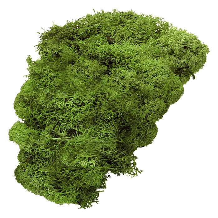 Dekorační islandský mech světle zelený 50g