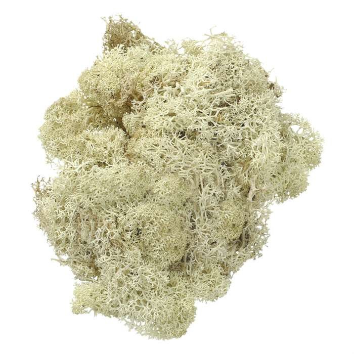 Knorr Prandell Dekorační islandský mech hnědo bílý 250 g