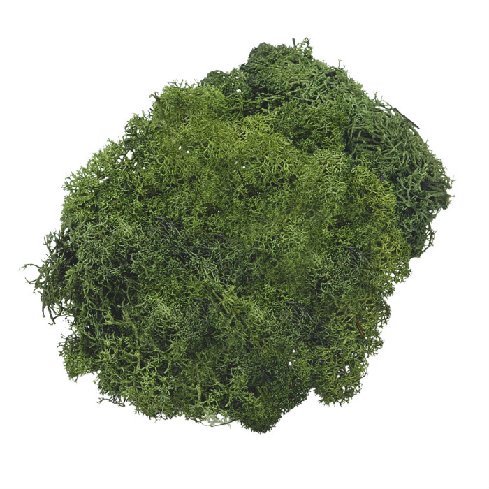 Dekorační islandský mech zelený 50g