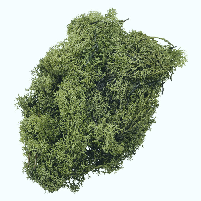 Dekorační islandský mech tmavě zelený 50g