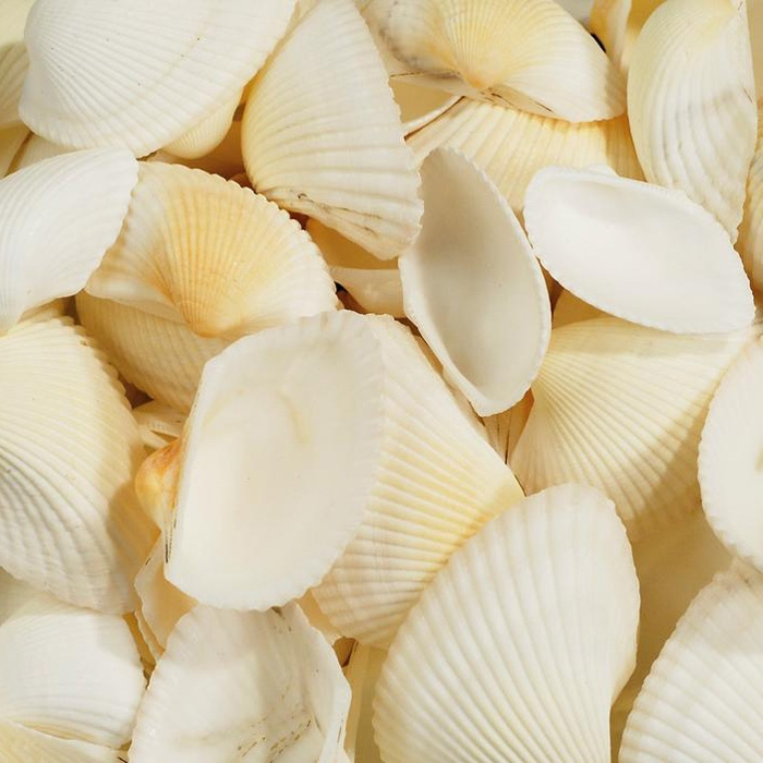 Mušle 250g hřebenatky barva slonové kosti (mix celé + úlomky)