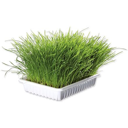 Miska TRIXIE s trávou pro kočky 100 g