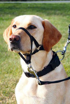 TOP TRAINER výcviková ohlávka TRIXIE M 27 cm
