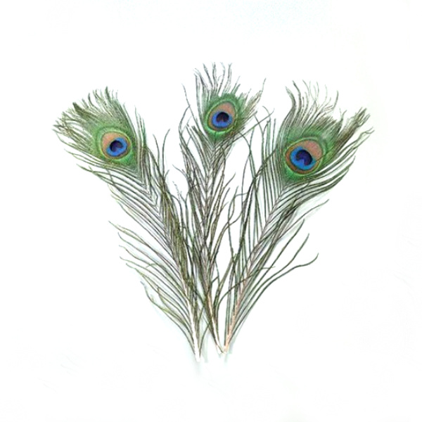 Peříčka (5ks) paví