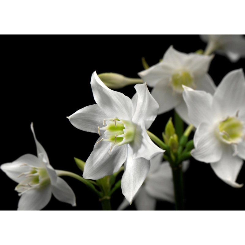 Komar Papírová fototapeta Madonna, 254 x 184 cm