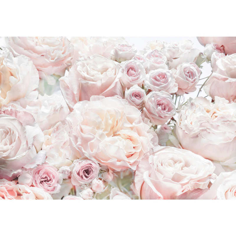 Komar Papírová fototapeta Spring Roses 368 x 254 cm