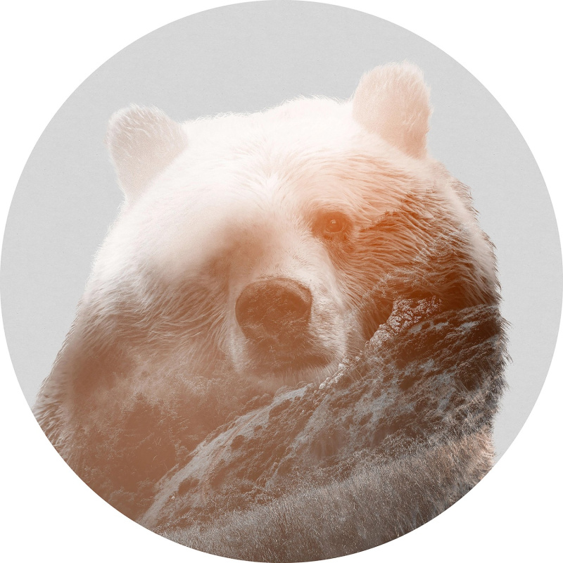 Komar Samolepicí vliesová fototapeta Dot Bearava pr. 125 cm