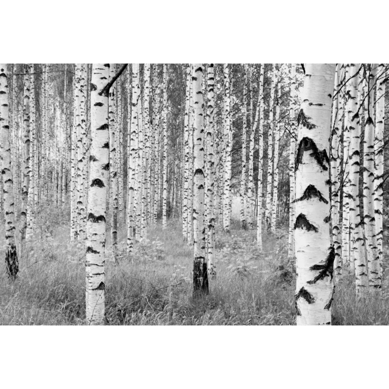 Komar Vliesová fototapeta Woods 368 x 248 cm