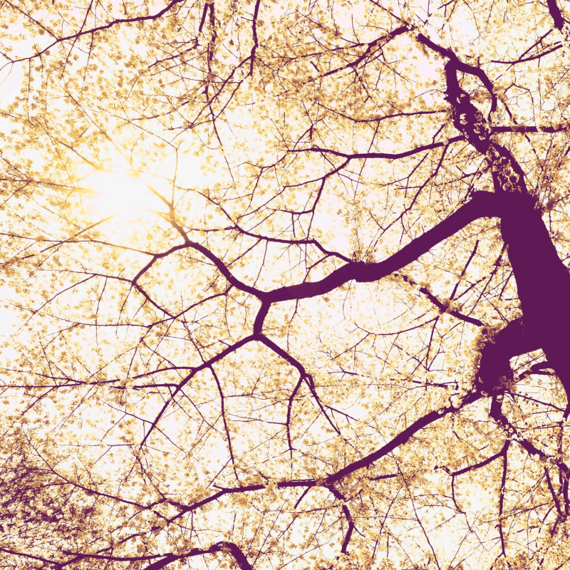 Komar Vliesová fototapeta Sunshine 200 x 250 cm