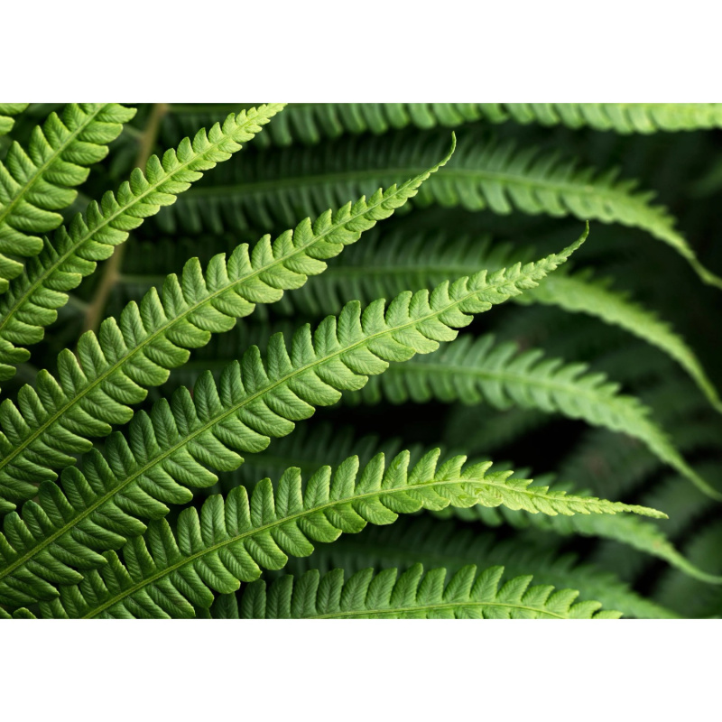 Komar Vliesová fototapeta Farn 350 x 250 cm