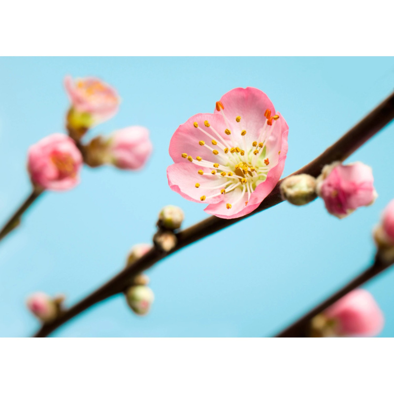 Komar Vliesová fototapeta Peach Blossom 350 x 250 cm