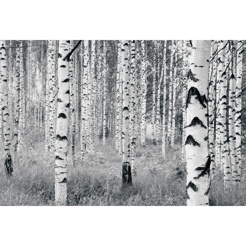 Komar Vliesová fototapeta Woods 400 x 270 cm