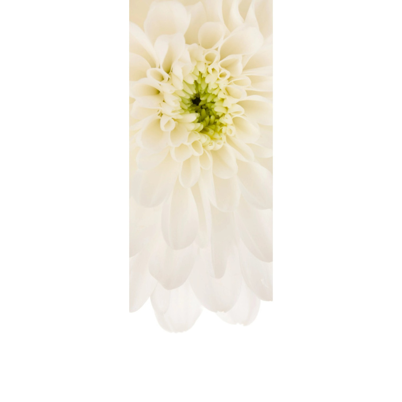 Komar Vliesová fototapeta Beautiful 100 x 280 cm