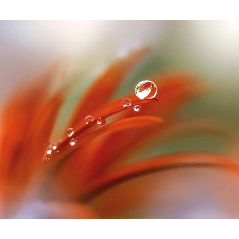 Komar Vliesová fototapeta Tautropfen 300 x 250 cm