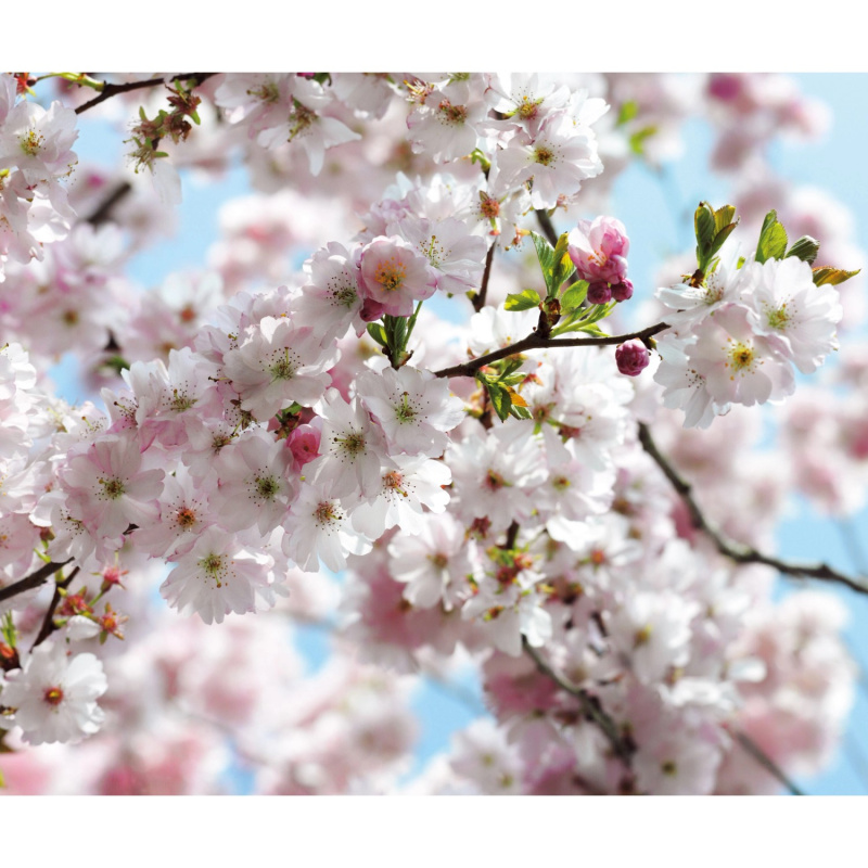 Komar Vliesová fototapeta Spring 300 x 250 cm