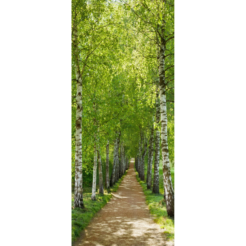 Komar Papírová fototapeta Birch Alley, 92 x 220 cm