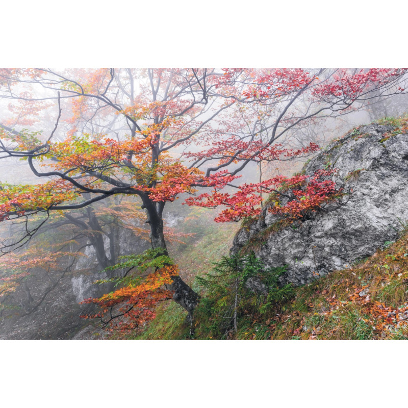 Komar Vliesová fototapeta Euphoria 300 x 200 cm