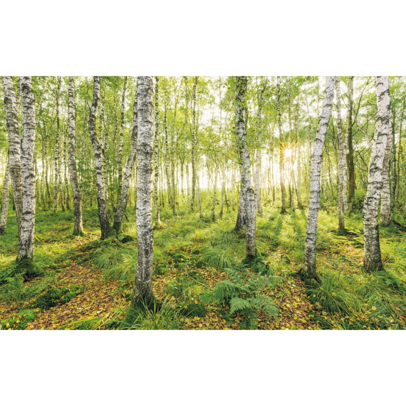 Komar Vliesová fototapeta Birch Trees 400 x 250 cm