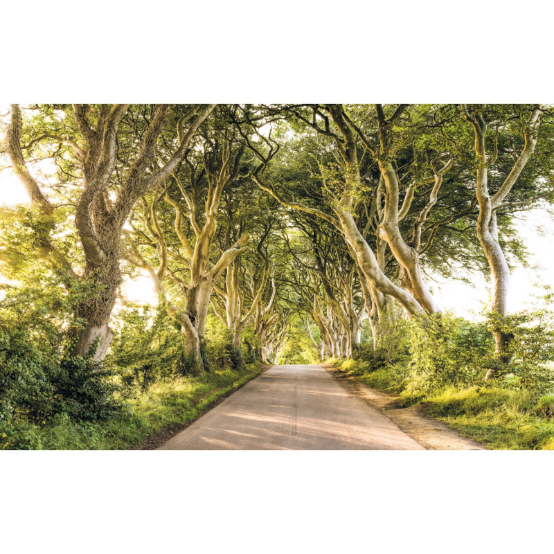 Komar Vliesová fototapeta Golden Hedges 400 x 250 cm