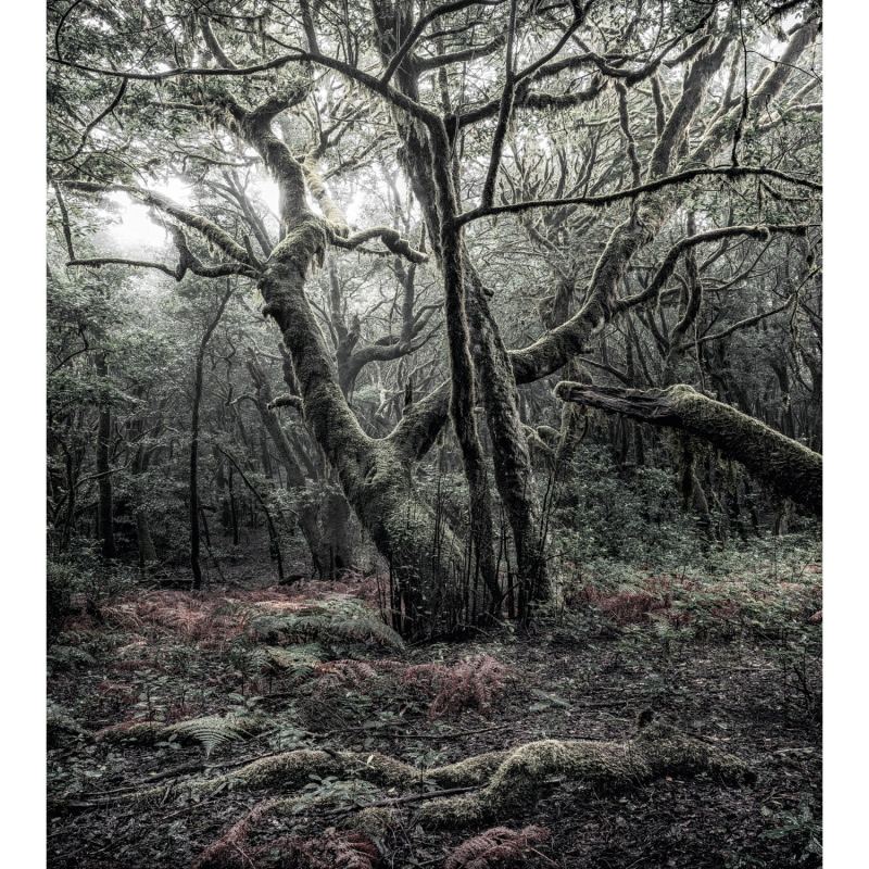 Komar Vliesová fototapeta Model 250 x 280 cm