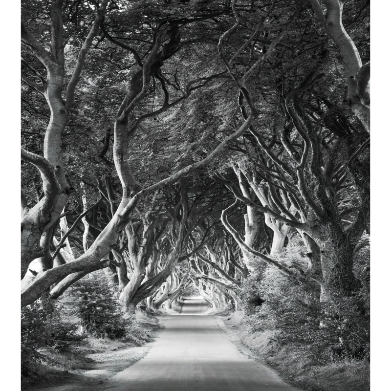 Komar Vliesová fototapeta Forevenue 250 x 280 cm