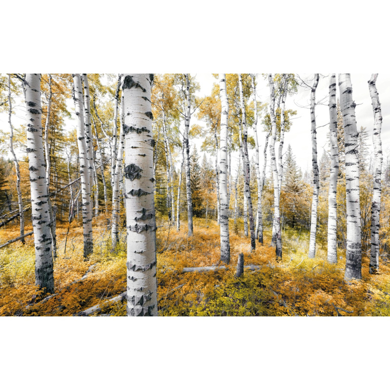 Komar Vliesová fototapeta Colorful Aspenwoods 450 x 280 cm